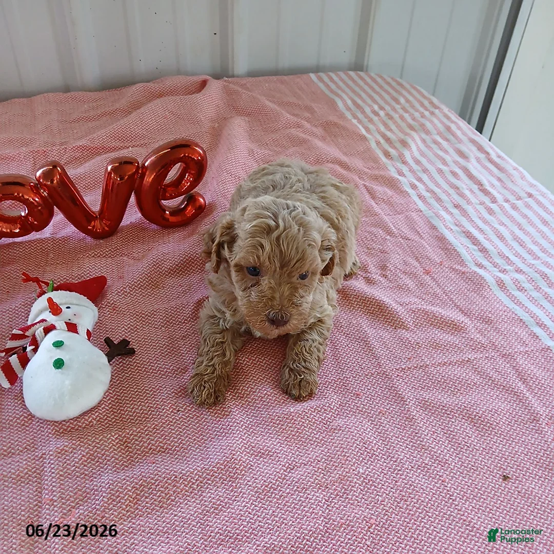 Maltipoo dogs for sale: Lance - Ad 1