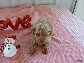 Maltipoo dogs Lance - Ad 4