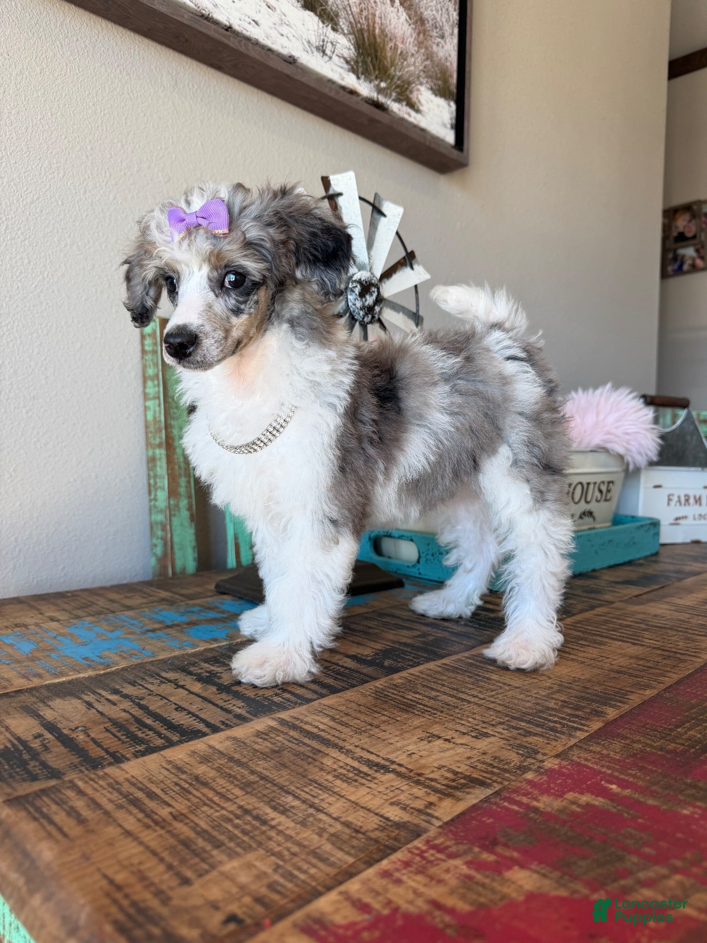 Miniature Poodle dogs for sale: Akc Clear 🧬 Tested Blue Merle Phantom Parti 🩷 - Ad 3