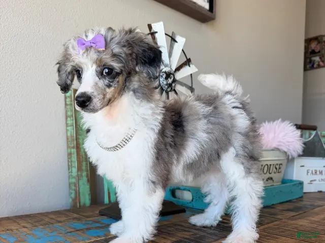 Miniature Poodle dogs for sale: Akc Clear 🧬 Tested Blue Merle Phantom Parti 🩷 - Ad 3