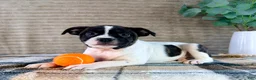 Mixed Breed dogs for sale: Rafael - Ad 4