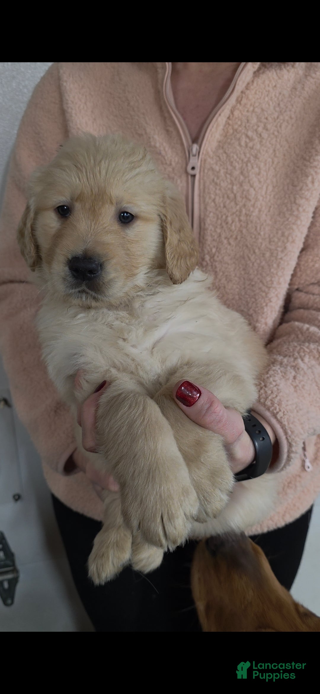 Golden Retriever dogs Biscuit  - Ad 1