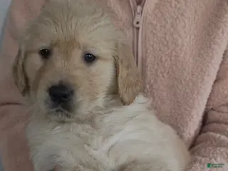 Golden Retriever dogs Biscuit - Ad 1