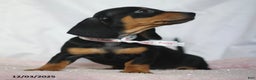Dachshund dogs for sale: Mandy - Ad 5