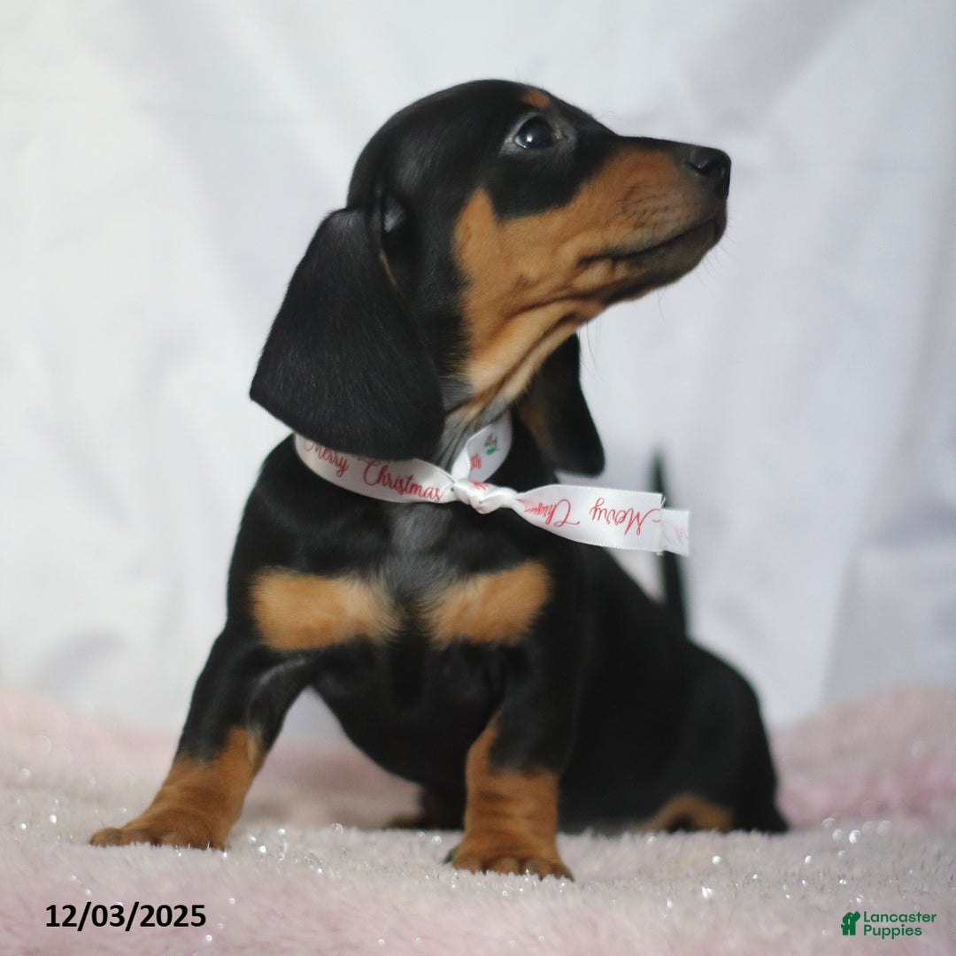 Dachshund dogs for sale: Mandy - Ad 5