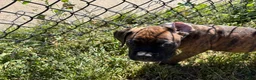Boxer dogs for sale: Blue - Ad 7