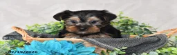 Yorkshire Terrier dogs for sale: Oscar - Ad 1