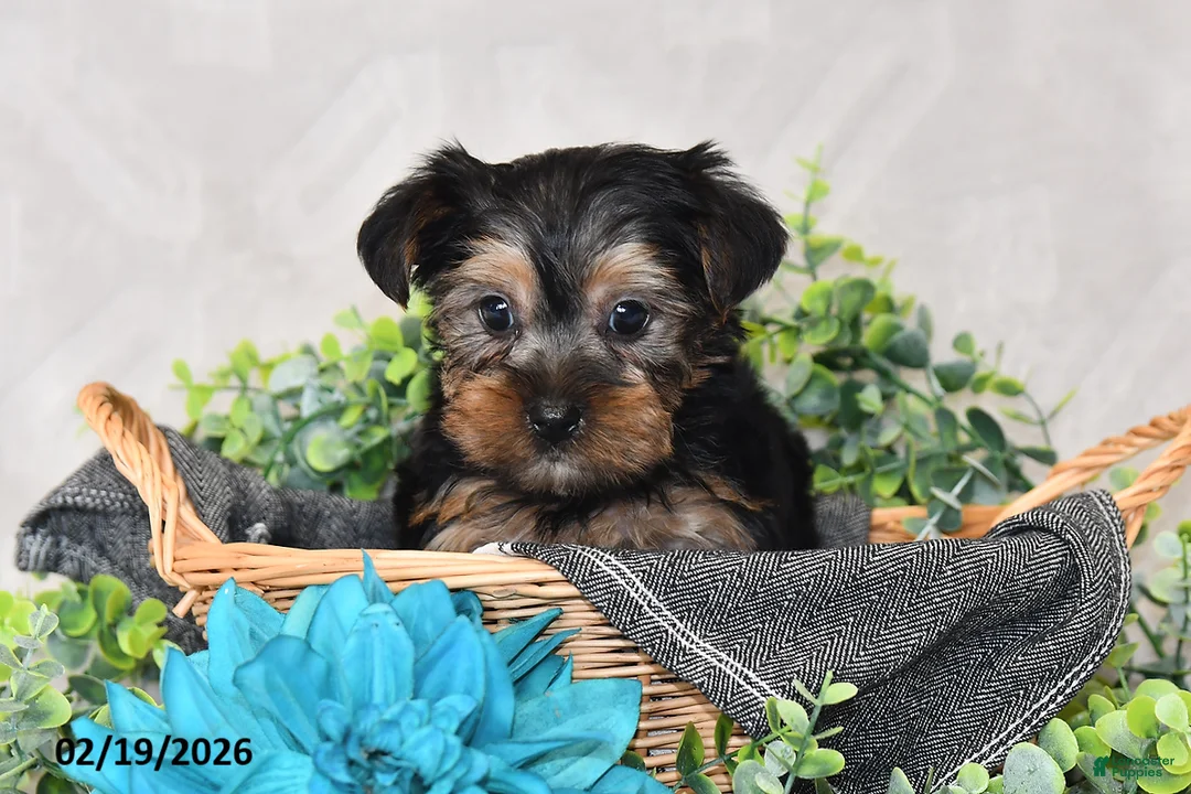 Yorkshire Terrier dogs for sale: Oscar - Ad 1