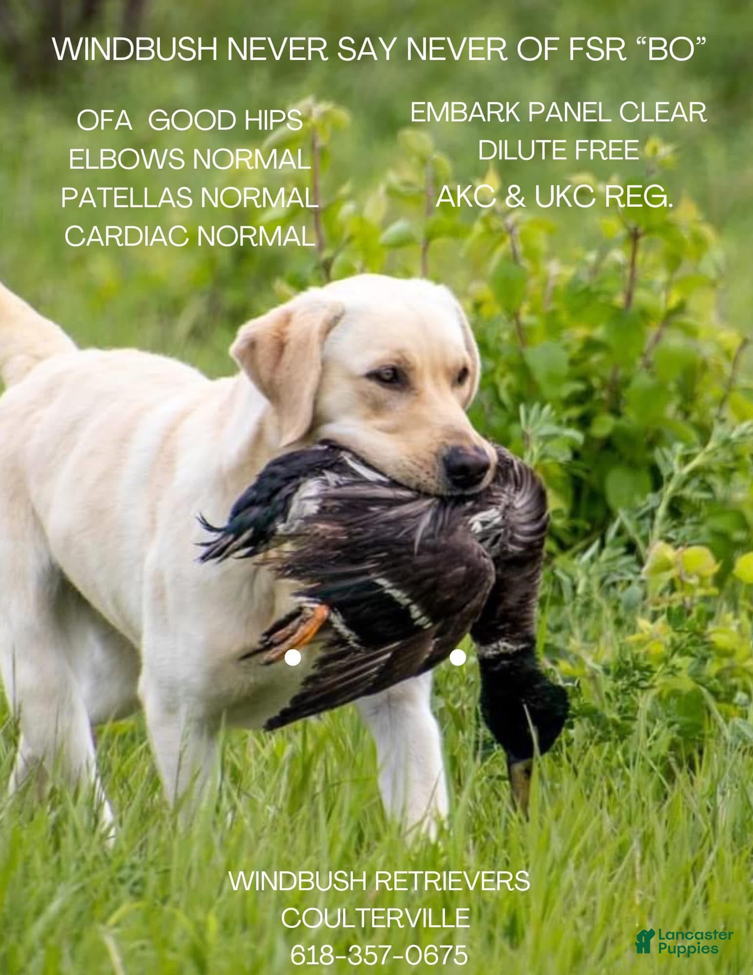 Labrador Retriever dogs Windbush Never Say Never “Bo” - Ad 1