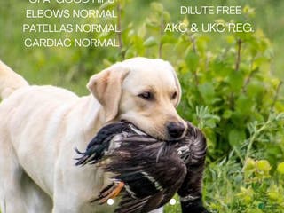 Labrador Retriever dogs Windbush Never Say Never “Bo” - Ad 10