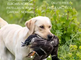 Labrador Retriever dogs Windbush Never Say Never “Bo” - Ad 12