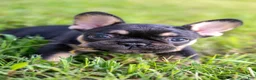 French Bulldog dogs for sale: Eve - Ad 4