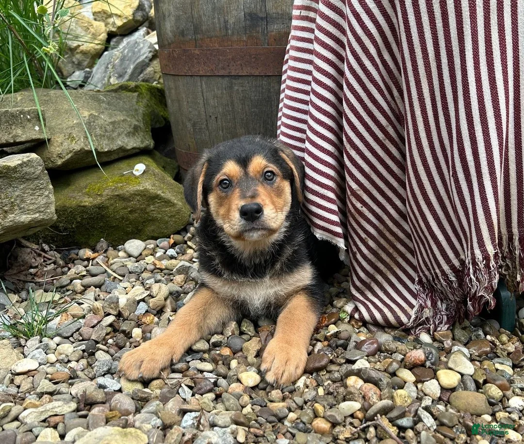 German Shepherd dogs for sale: Honey - Ad 1