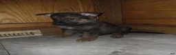 Golden Shepherd dogs for sale: Golden Shepherd Puppy 6 - Ad 4