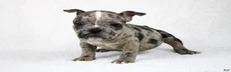 American Bully dogs for sale: Black Brindle Merle Female - Ad 4