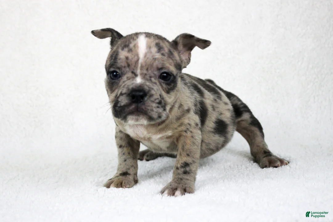 American Bully dogs for sale: Black Brindle Merle Female - Ad 4