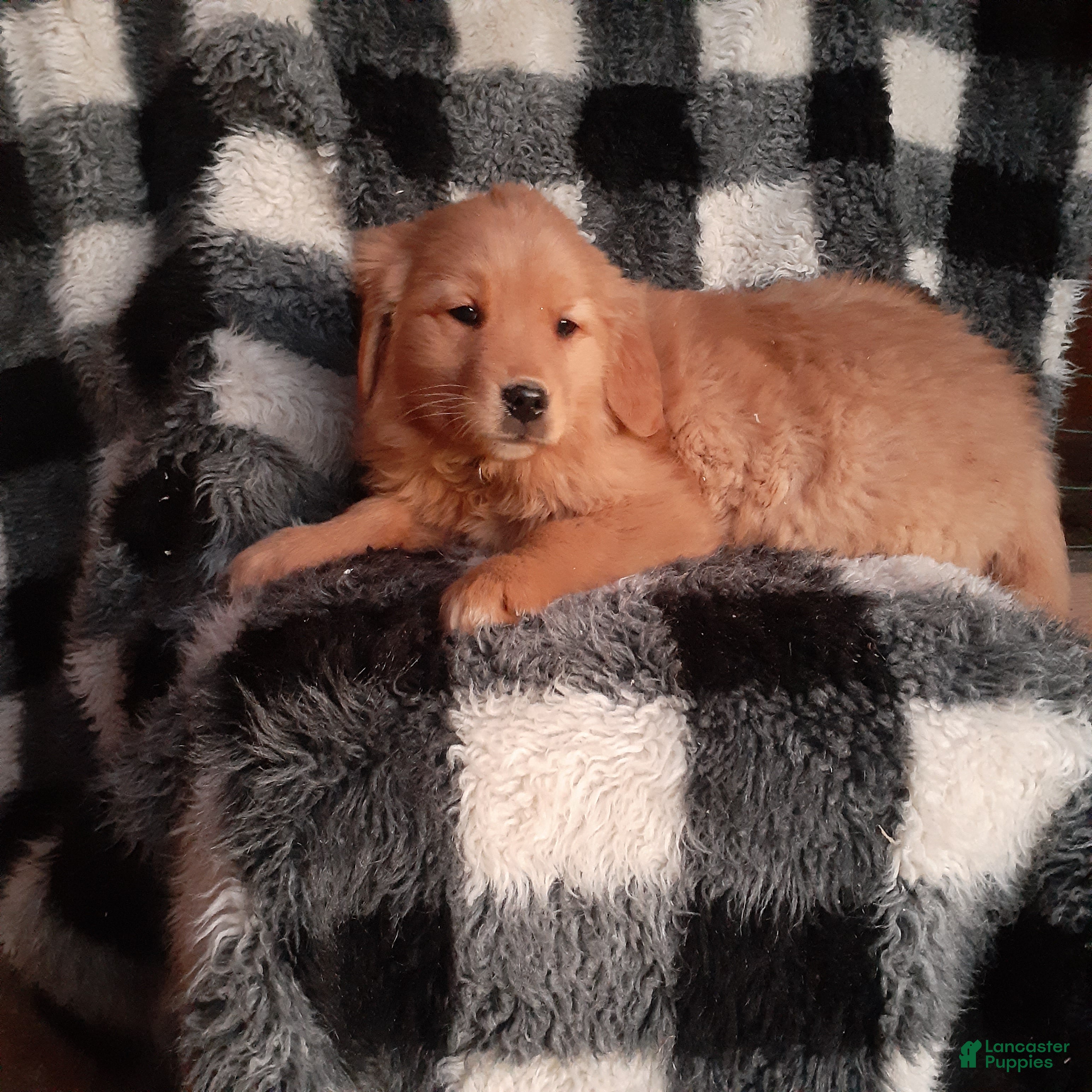 Golden Retriever dogs for sale: Hailey  - Ad 3
