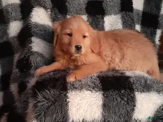 Golden Retriever dogs for sale: Hailey - Ad 3