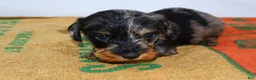 Miniature Dachshund dogs for sale: Two Face - Ad 7