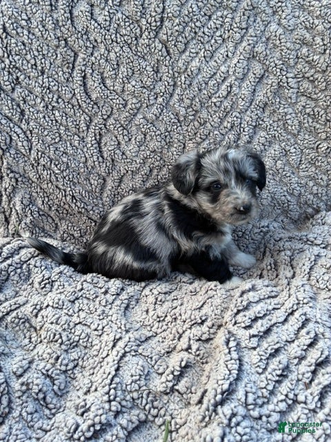 Corgipoo dogs Rece - Ad 2
