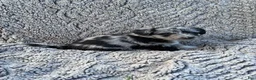 Corgipoo dogs for sale: Rece - Ad 2