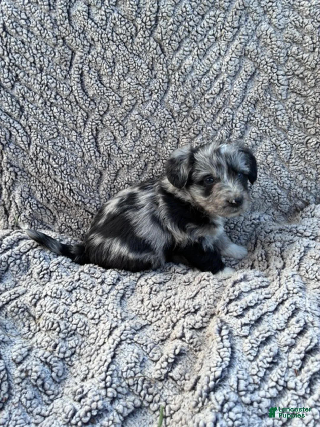 Corgipoo dogs for sale: Rece - Ad 2