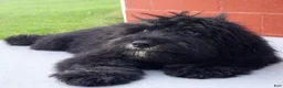 Mini Bernedoodle dogs for sale: Bert - Ad 2