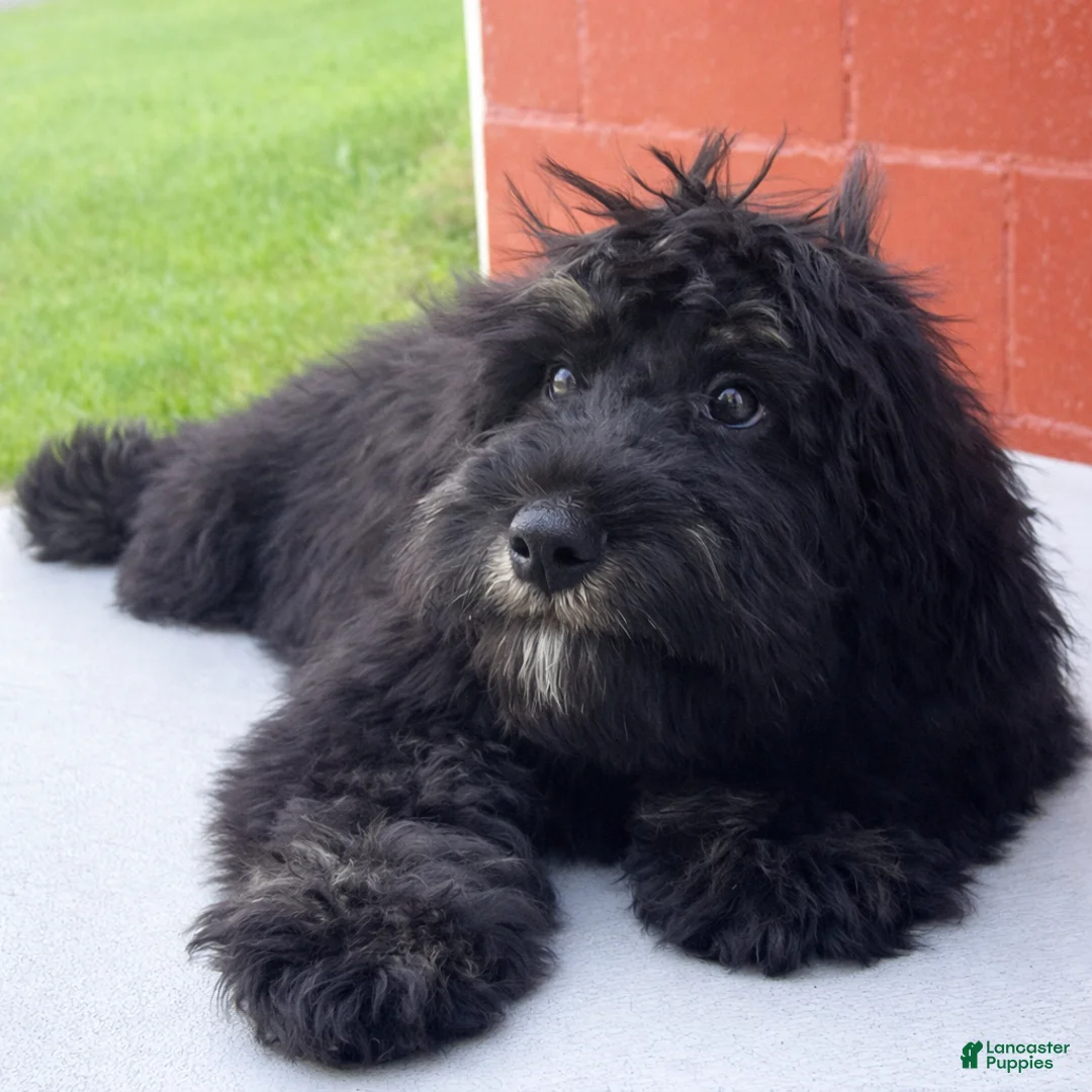 Mini Bernedoodle dogs for sale: Bert - Ad 2