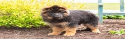 German Shepherd dogs for sale: Glory - Ad 5