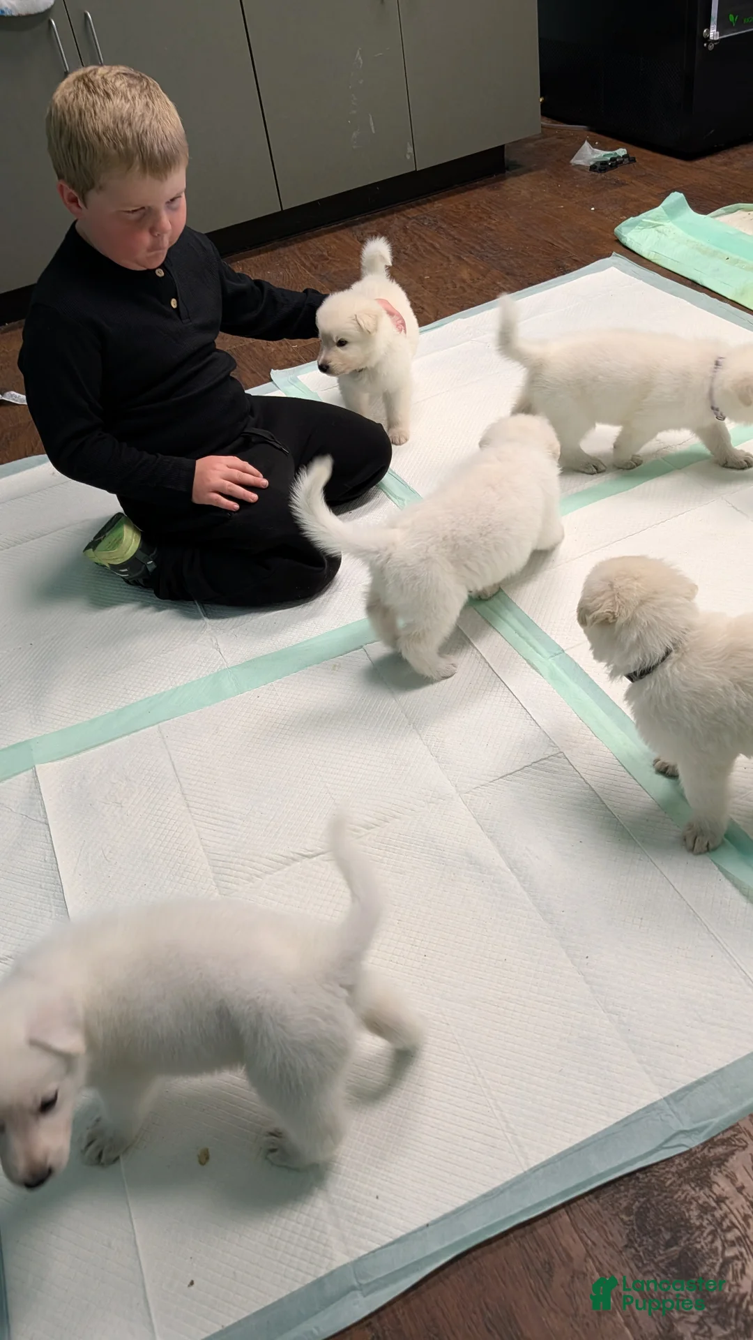 German Shepherd dogs for sale: Attie (short for Atlas) - Ad 5