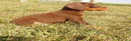 Doberman Pinscher dogs for sale: Izzy - Ad 1