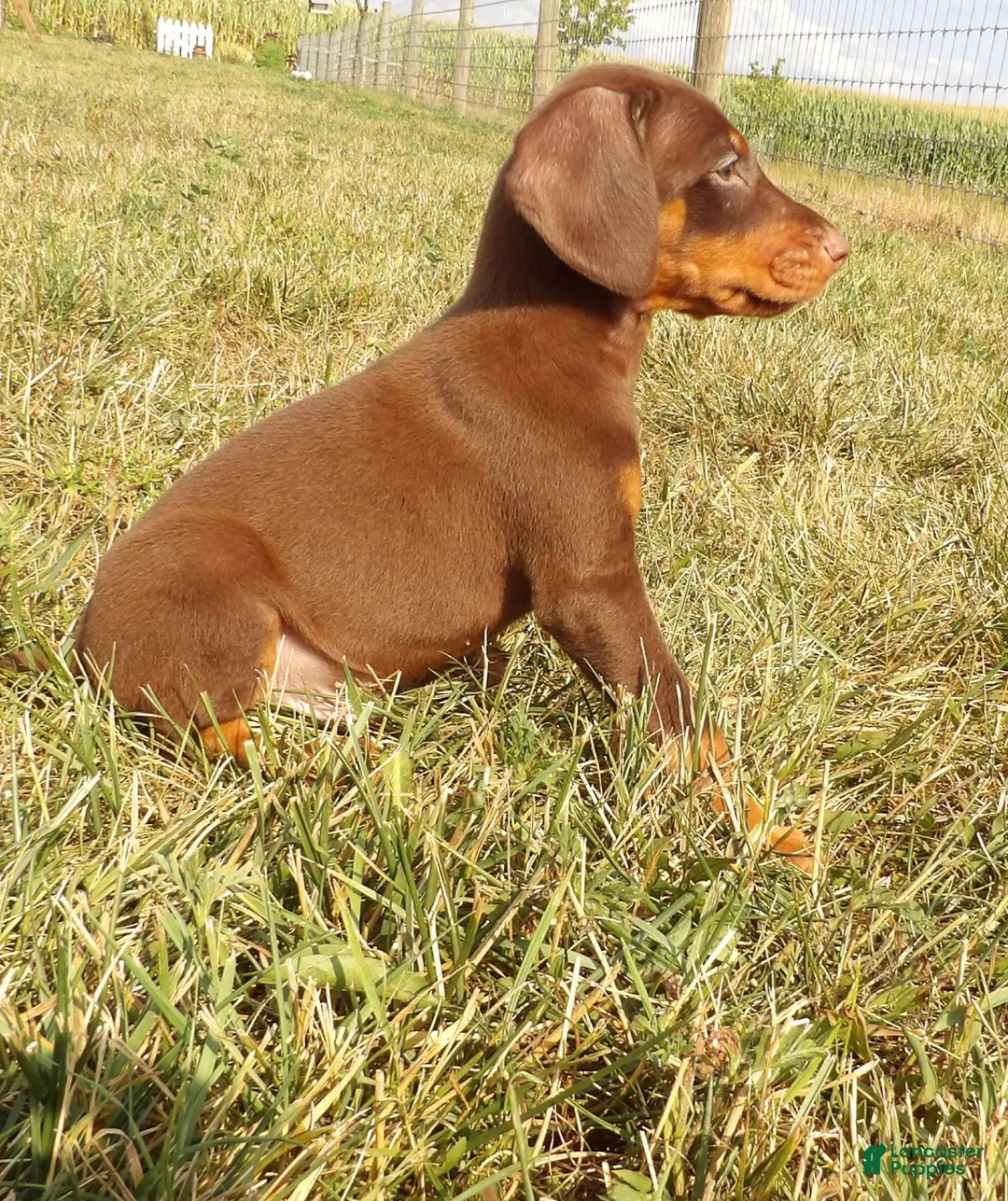 Doberman Pinscher dogs for sale: Izzy - Ad 1