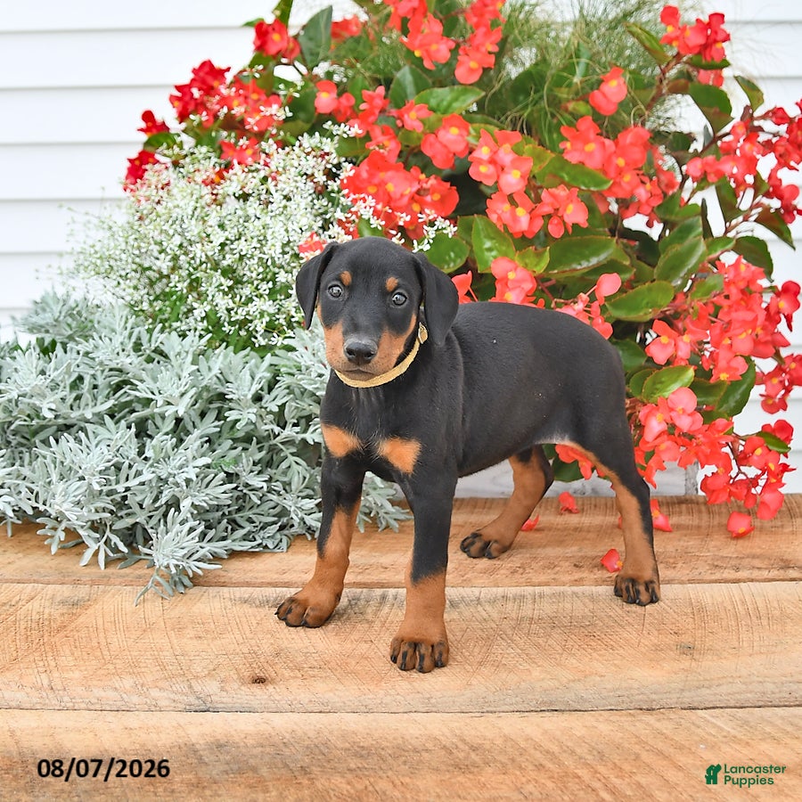 Doberman Pinscher dogs Bella Mia - Ad 2