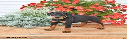 Doberman Pinscher dogs for sale: Bella Mia - Ad 2