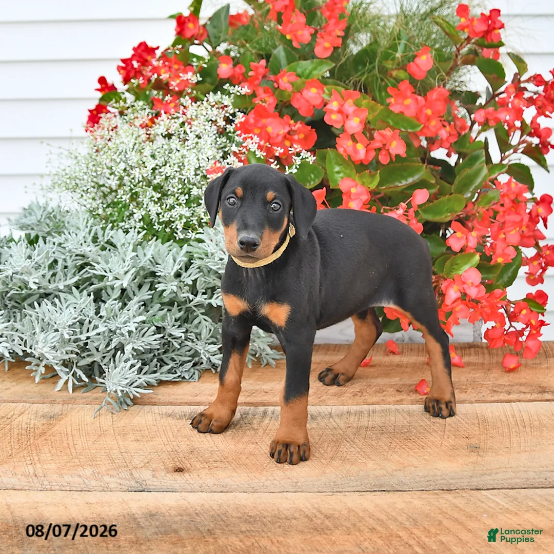 Doberman Pinscher dogs for sale: Bella Mia - Ad 2