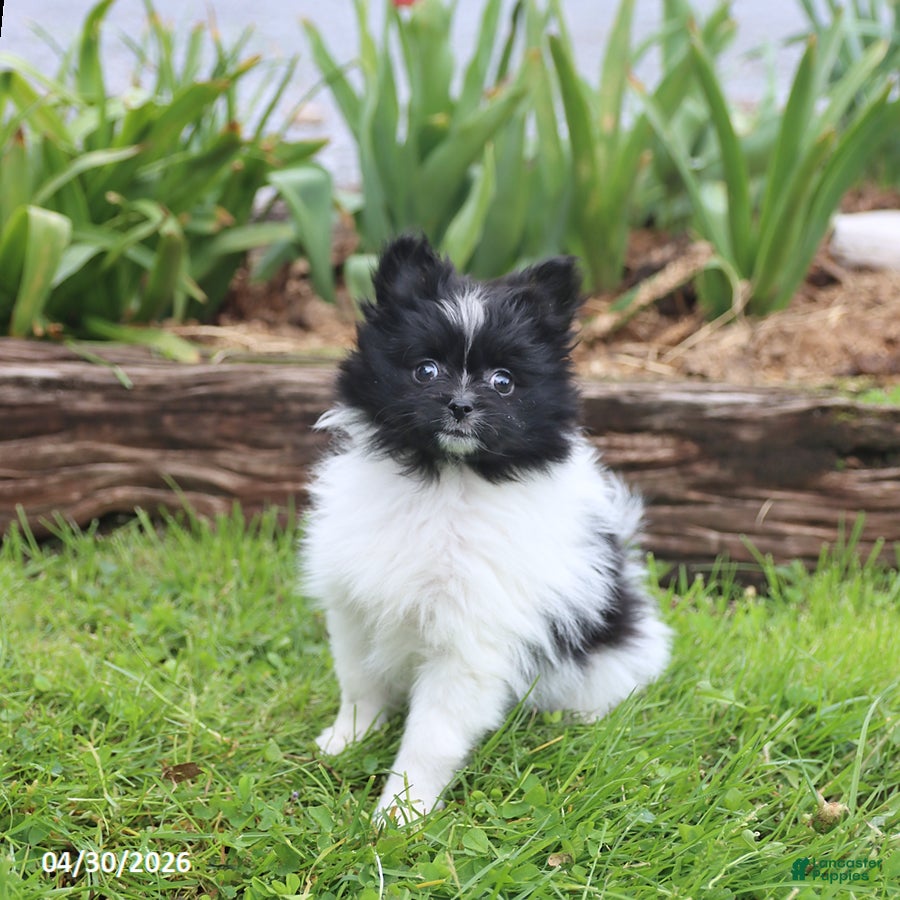 Pomeranian dogs Tinkerbell - Ad 2