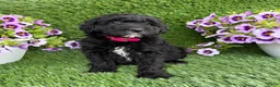 Mini Goldendoodle dogs for sale: Abby - Ad 3