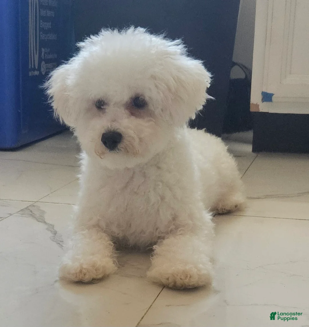 Mixed Breed dogs for sale: Blanca - Ad 2