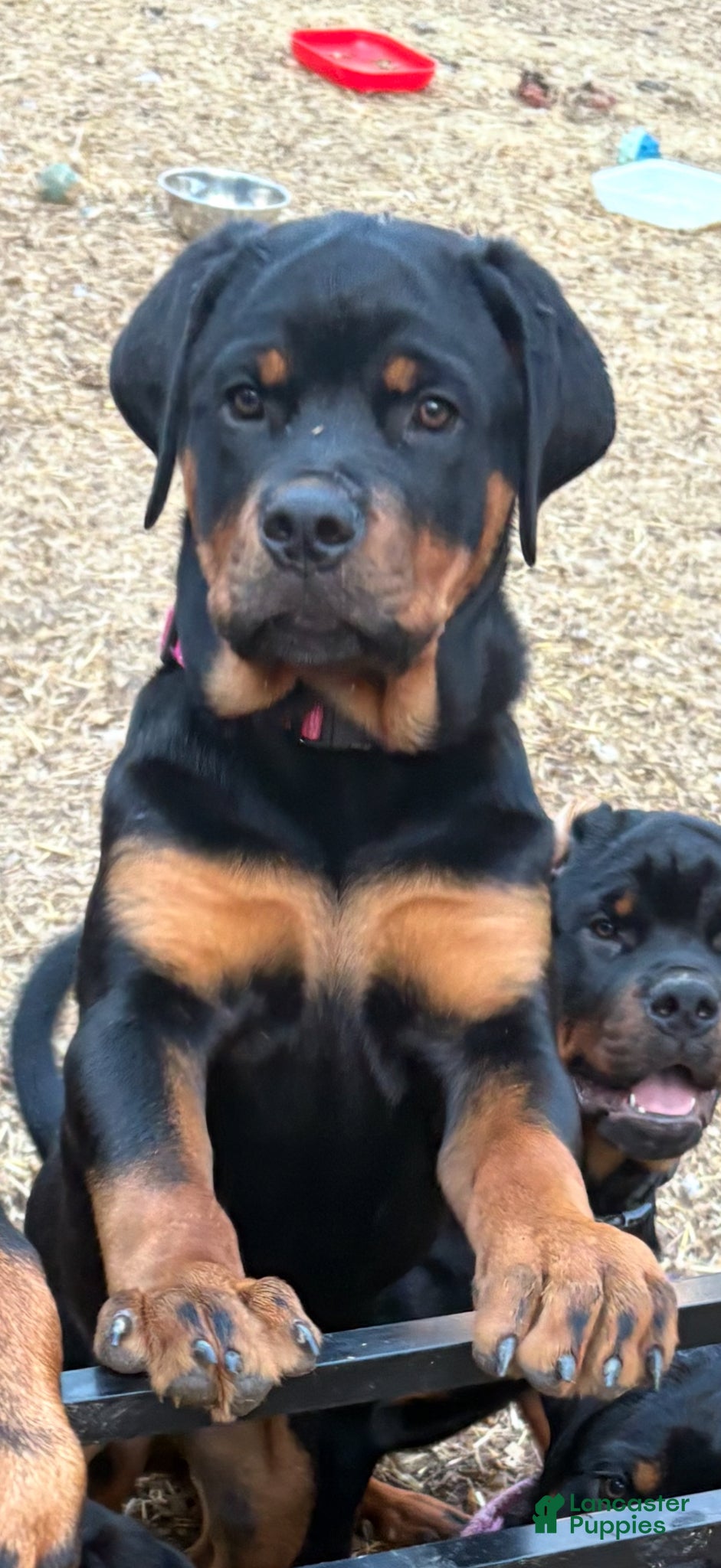 Rottweiler dogs ***Fully Trained Xan  - Ad 1