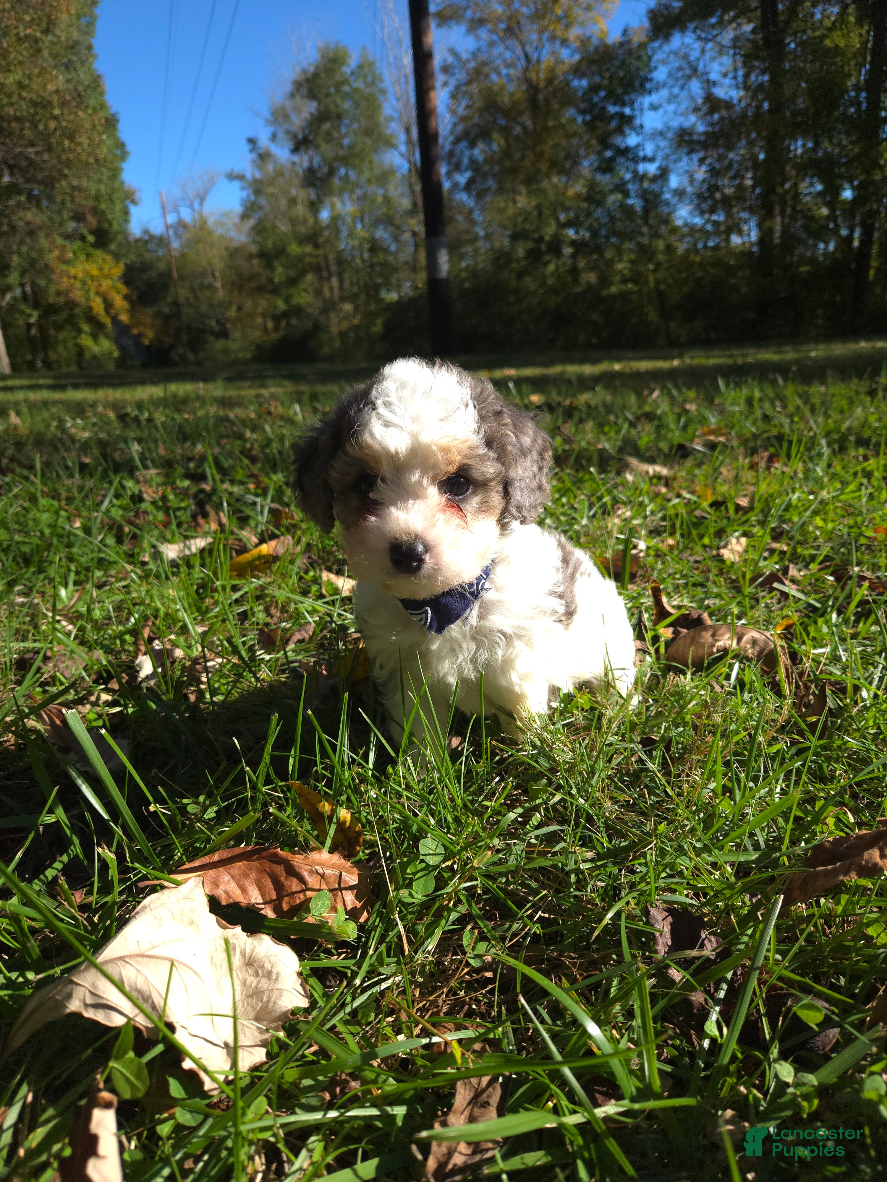 Cavapoo dogs for sale: Cosmo - Ad 1