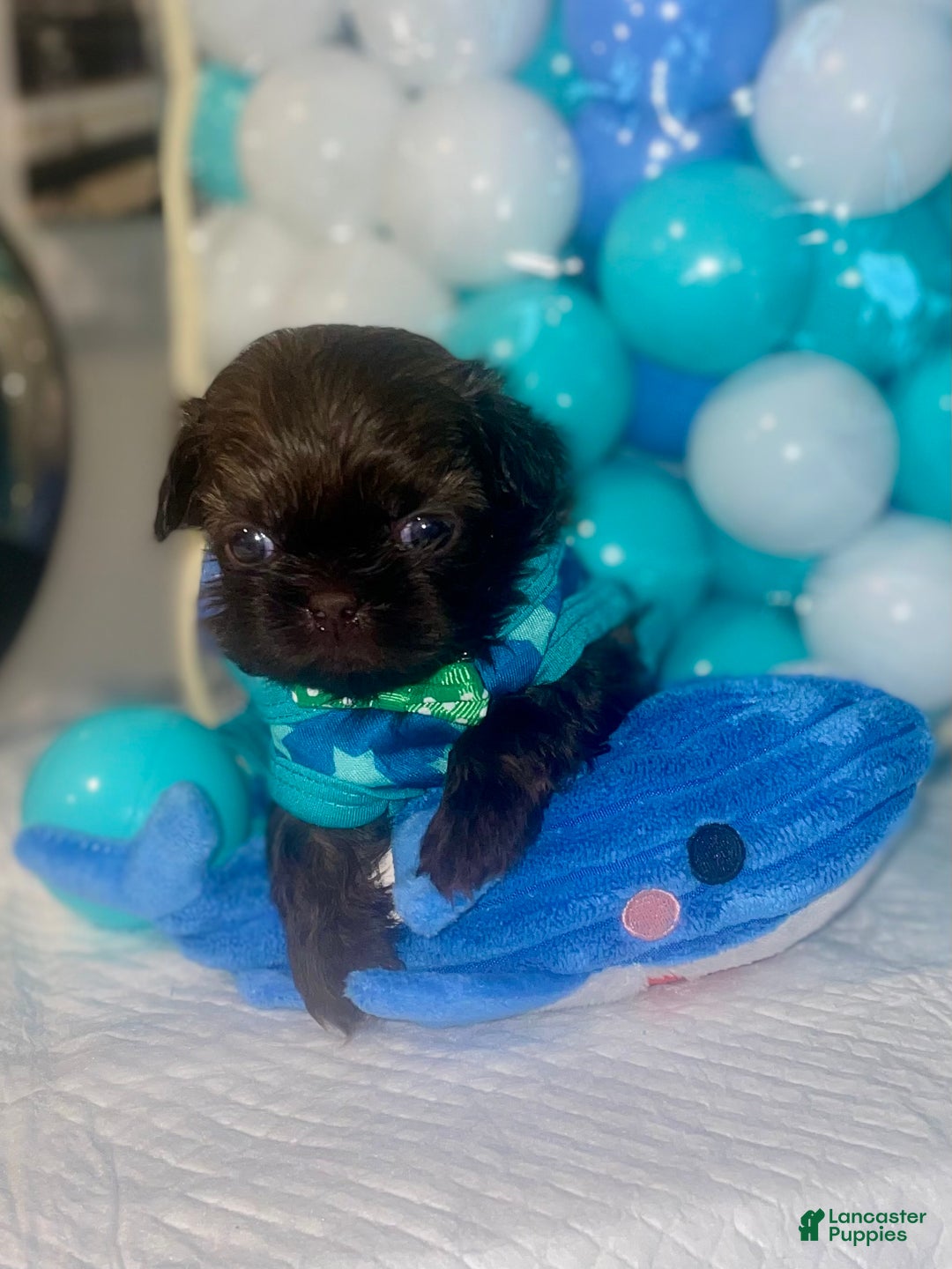 Shih Tzu dogs for sale: Shih Tzu Puppy 4 - Ad 4