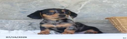 Miniature Dachshund dogs for sale: Violet - Ad 5
