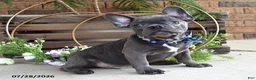 Mixed Breed dogs for sale: Kingston - Ad 4