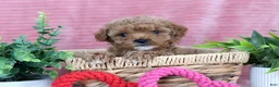 Toy Poodle dogs for sale: Cameron-CLEAR GENETIC TEST - Ad 1