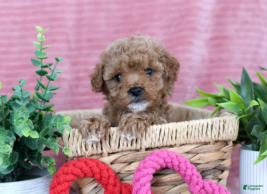 Toy Poodle dogs for sale: Cameron-CLEAR GENETIC TEST - Ad 1