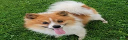 Pomeranian dogs for sale: Teddy - Ad 7
