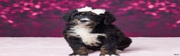 Bernedoodle dogs for sale: Gracie - Ad 4
