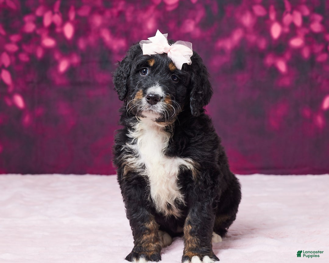 Bernedoodle dogs for sale: Gracie - Ad 4