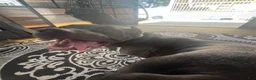 Cane Corso dogs for sale: Haus - Ad 5