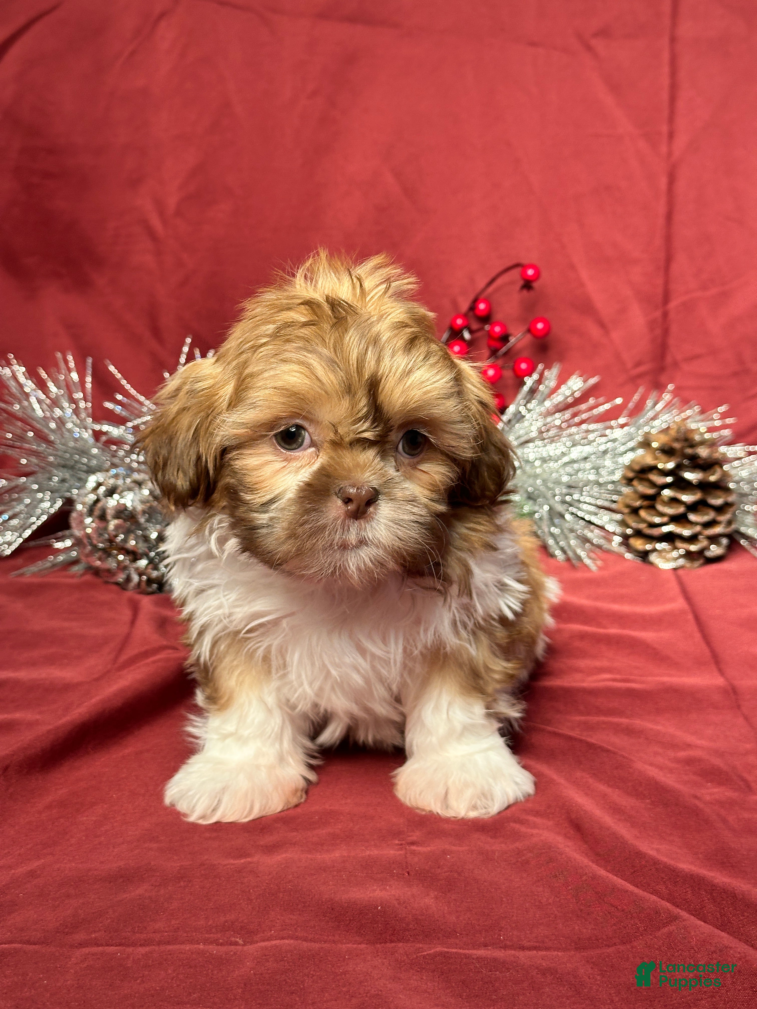 Shih Tzu dogs Tyler - Ad 10